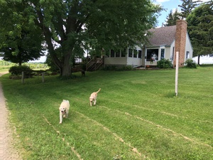 hope hill goldens and miniature american shepherds