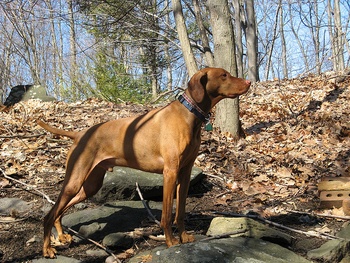 Breed of the Week: Vizsla