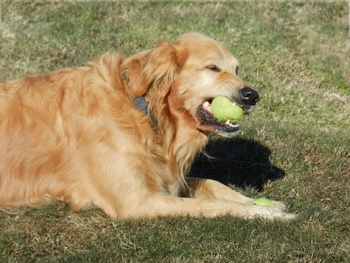 Six Common Training Mistakes that Hamper a Dog's Ability to Learn