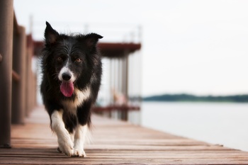 Preventing Trapped Neutrophil Syndrome in the Border Collie