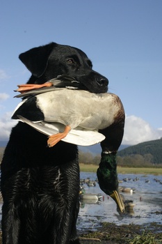 labrador retriever hunting