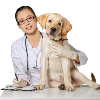 The Labrador Retriever Copper Toxicosis Test- Interpretation, Breeding Strategy, and Monitoring