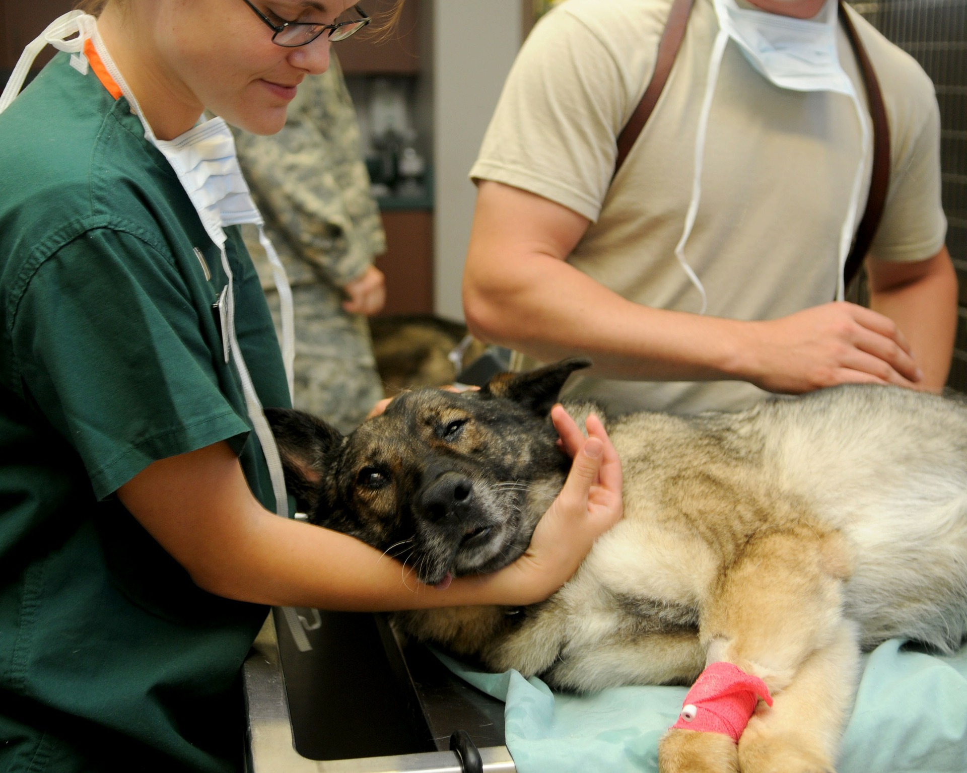 canine genetic disease testing