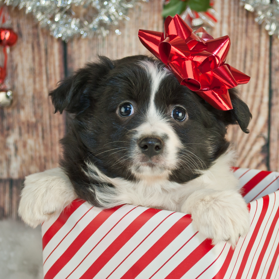 Paw Print Is a Puppy the Right Holiday Gift?