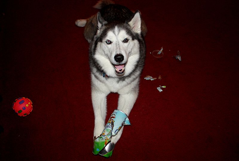 separation anxiety husky