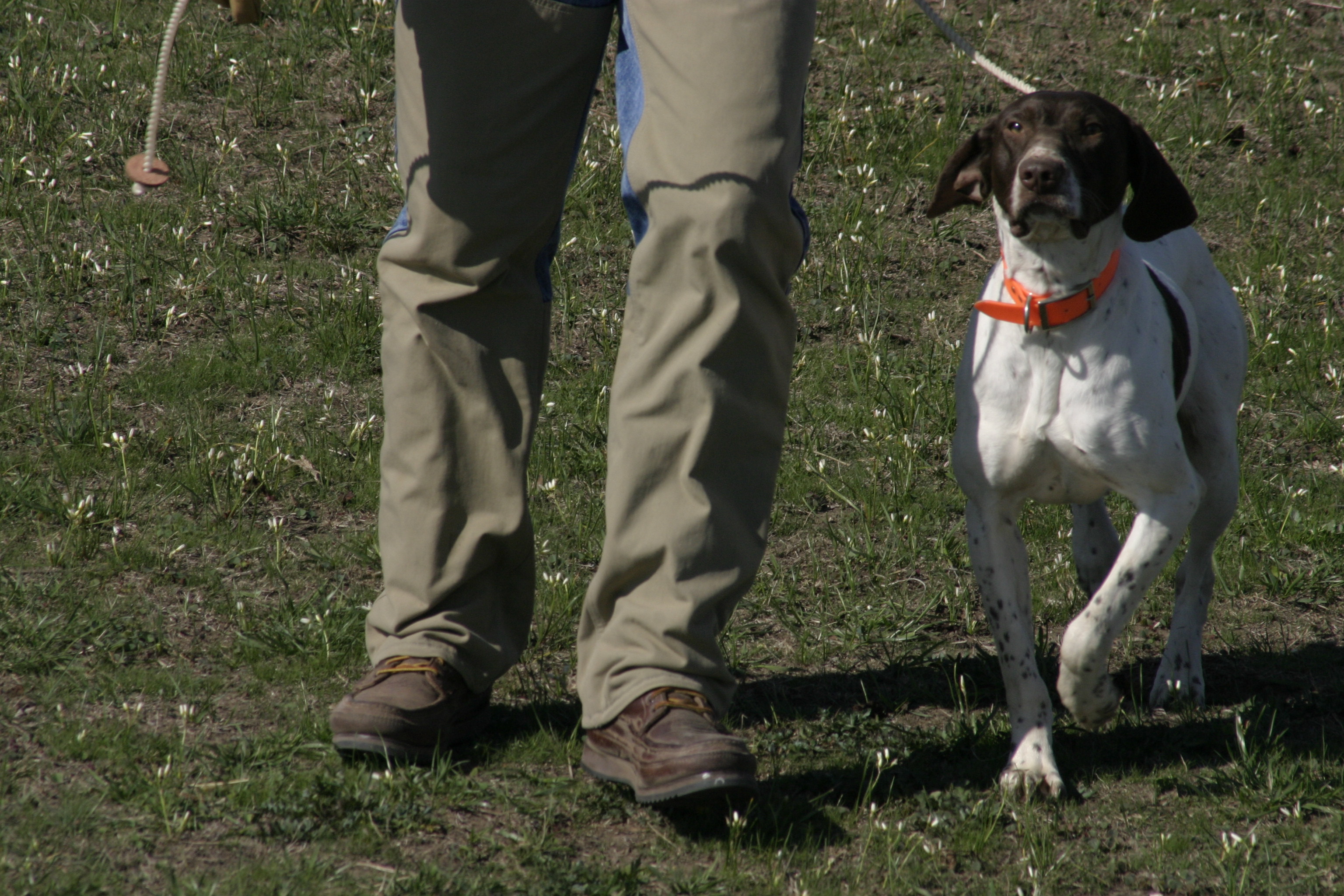 Paw print genetics understanding the why of training